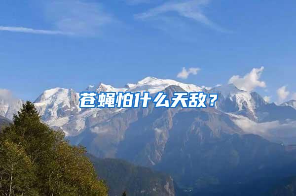 蒼蠅怕什么天敵？