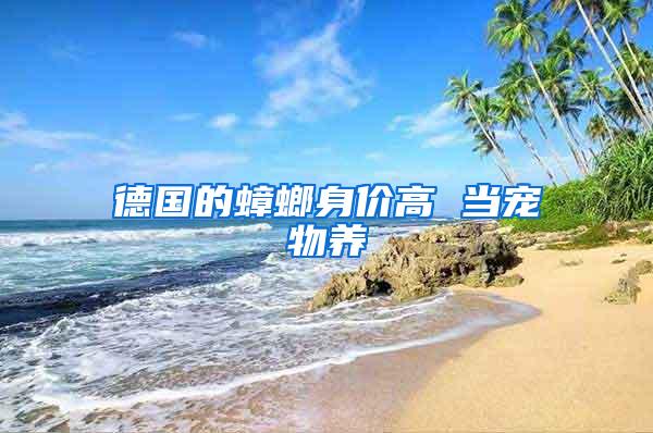 德國(guó)的蟑螂身價(jià)高 當(dāng)寵物養(yǎng)