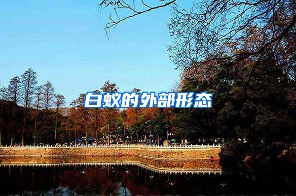 白蟻的外部形態(tài)
