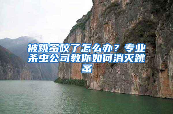 被跳蚤咬了怎么辦？專業殺蟲公司教你如何消滅跳蚤