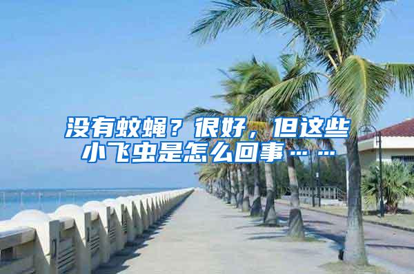 沒有蚊蠅？很好，但這些小飛蟲是怎么回事……