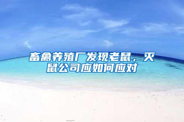畜禽養(yǎng)殖廠發(fā)現(xiàn)老鼠，滅鼠公司應(yīng)如何應(yīng)對(duì)