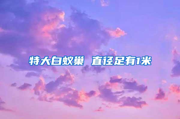 特大白蟻巢 直徑足有1米