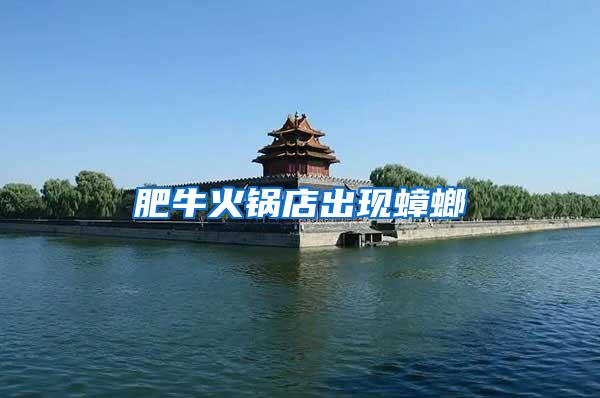 肥牛火鍋店出現(xiàn)蟑螂