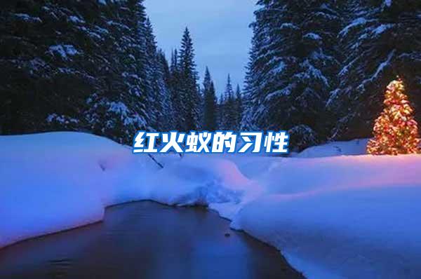 紅火蟻的習(xí)性