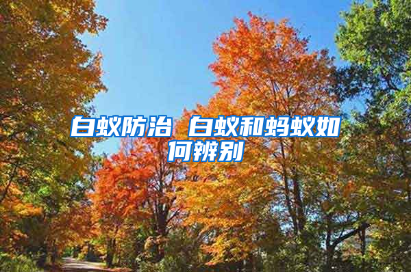 白蟻防治 白蟻和螞蟻如何辨別