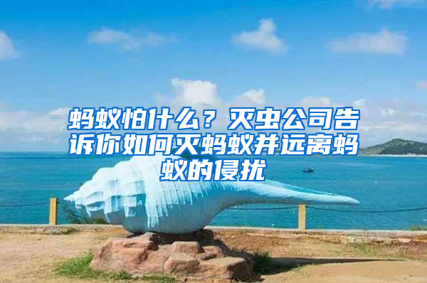 螞蟻怕什么？滅蟲公司告訴你如何滅螞蟻并遠離螞蟻的侵擾
