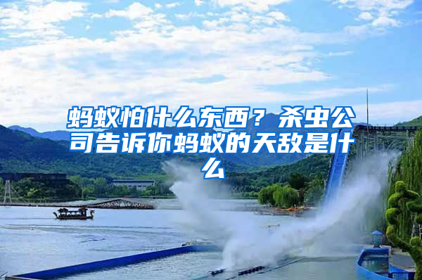 螞蟻怕什么東西？殺蟲公司告訴你螞蟻的天敵是什么