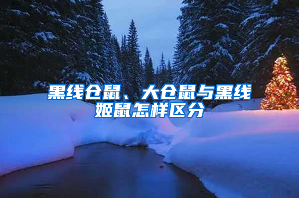 黑線倉鼠、大倉鼠與黑線姬鼠怎樣區(qū)分