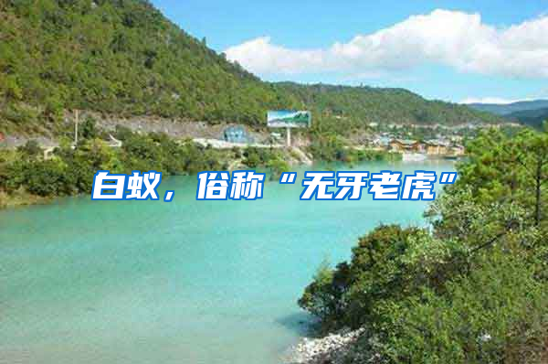 白蟻，俗稱“無(wú)牙老虎”