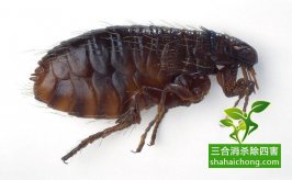 如何選擇除四害專(zhuān)業(yè)機(jī)構(gòu)？