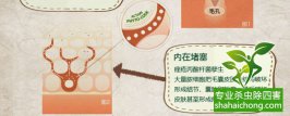 滅蟲公司專業出具方案減少損失