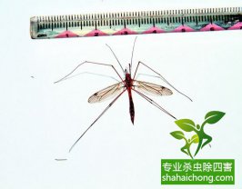 夏天蚊子防治20招，徹底遠(yuǎn)離蚊子的危害