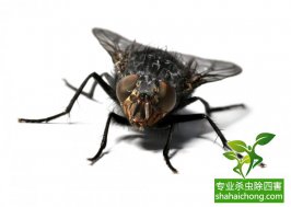 蒼蠅亂飛遭查封，食品加工行業(yè)該如何滅蠅？