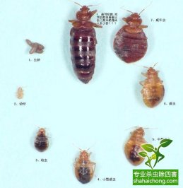 除蟲公司防治臭蟲有高招