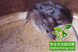 深圳除四害工作管理規(guī)定
