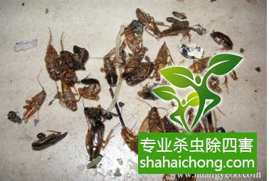 殺蟑螂公司怎么樣滅蟑螂