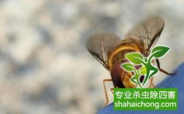 深圳除四害公司蠅幼調(diào)查方法（二）