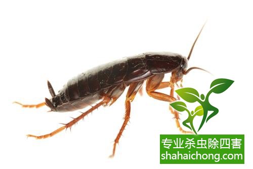 殺蟑螂公司怎么樣滅蟑螂