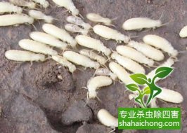 深圳白蟻防治白蟻對我國農作物還不是重要的害蟲