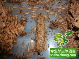 深圳白蟻防治公司 發現房屋是否有白蟻危害的方法