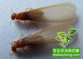深圳白蟻防治：預防白蟻后，殘留的藥水會對人有毒嗎？