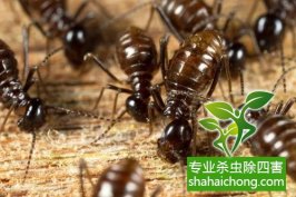 深圳白蟻防治公司介紹白蟻的行為