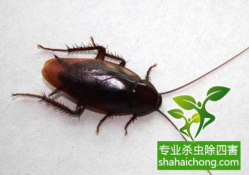 殺蟑螂公司怎么樣滅蟑螂