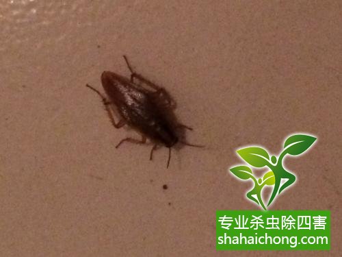 殺蟑螂公司怎么樣滅蟑螂