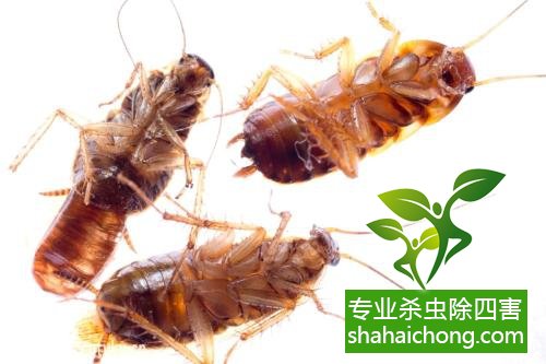 殺蟑螂公司怎么樣滅蟑螂