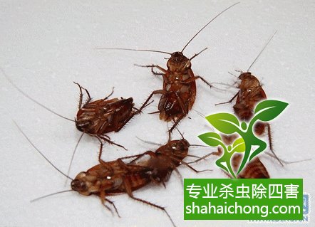 如何消滅蟑螂,怎么樣滅除蟑螂