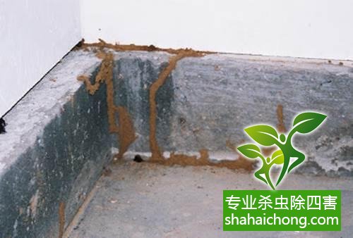 白蟻怎么治,怎么防治白蟻方法