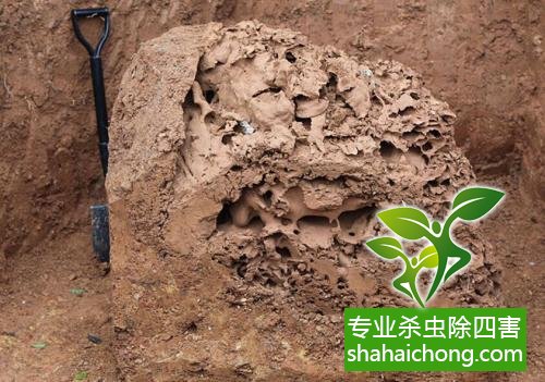 白蟻怎么治,怎么防治白蟻方法