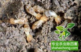深圳白蟻防治白蟻入冬進巢前要補充大量能量，會瘋狂啃食木質