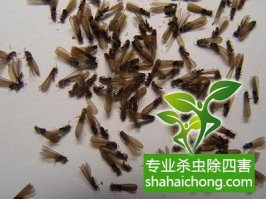 深圳白蟻防治公司,建筑白蟻應該如何預防？