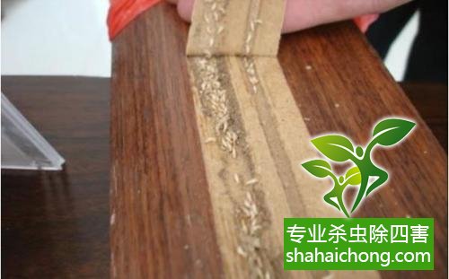 白蟻怎么治,白蟻防治方法