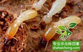 深圳白蟻防治公司，白蟻能否被根除？