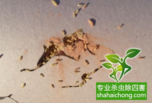 白蟻怎么治,怎么防治白蟻方法