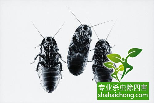 殺蟑螂公司怎么樣滅蟑螂