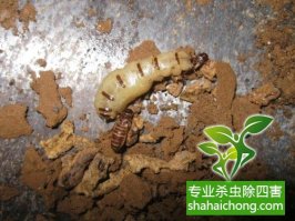 深圳白蟻防治公司 白蟻飛光了，是不是就不要防治了？