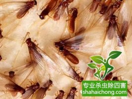 深圳白蟻防治公司白蟻的紛飛繁殖季節，怎么防治