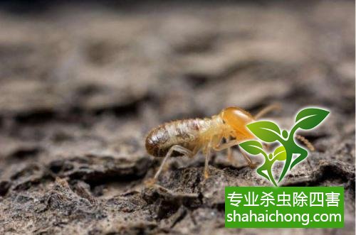 白蟻怎么治,白蟻防治方法