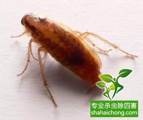 如何消滅蟑螂,怎么樣滅除蟑螂