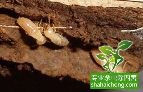 白蟻怎么治,怎么防治白蟻方法