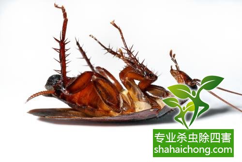 殺蟑螂公司怎么樣滅蟑螂