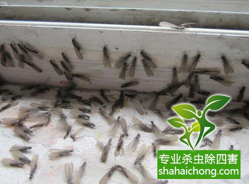 白蟻怎么治,怎么防治白蟻方法